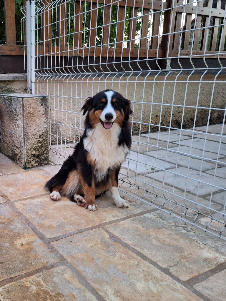 Tornade Of darling dog