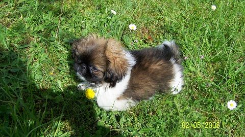 Of darling dog - Chiots PEKINOIS