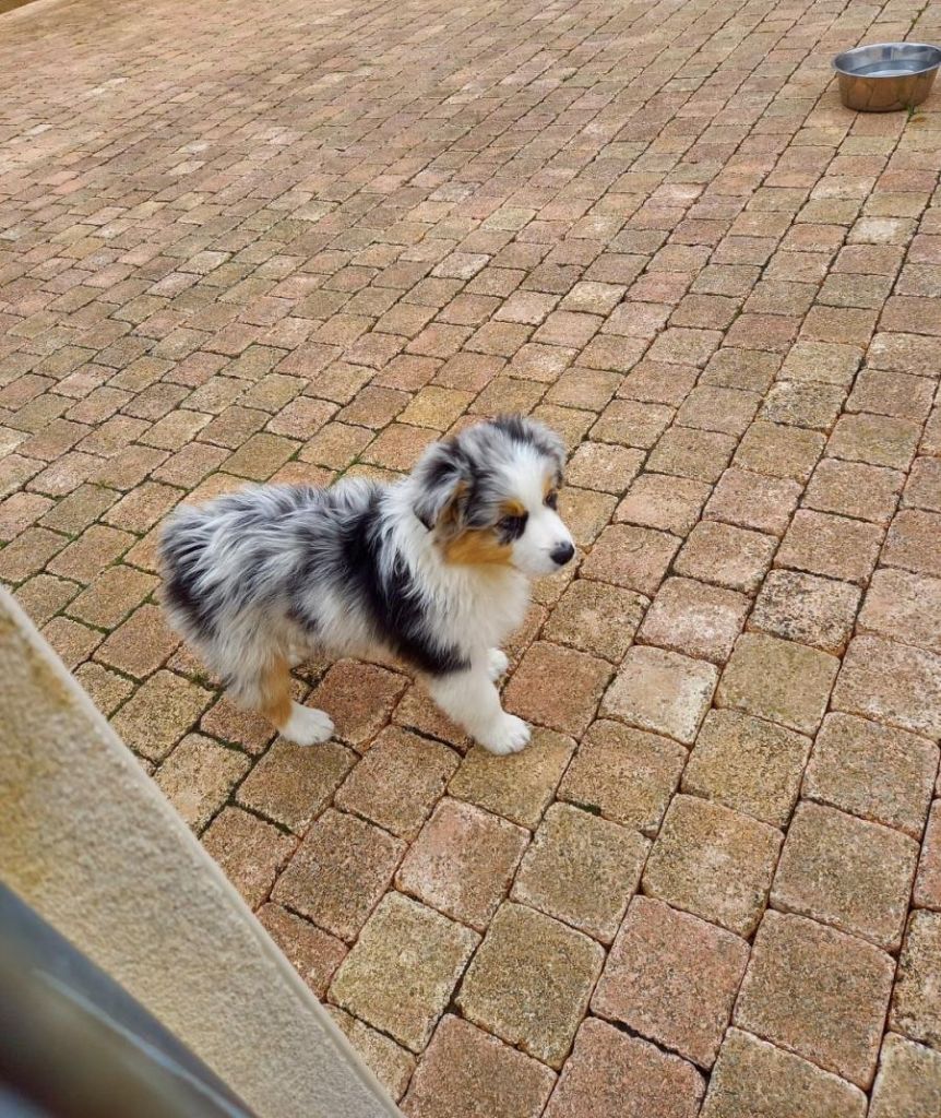 Of darling dog - Chiots Berger Australien