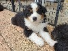  - Chiots Berger Australien