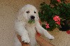  - Chiots Golden Retriever