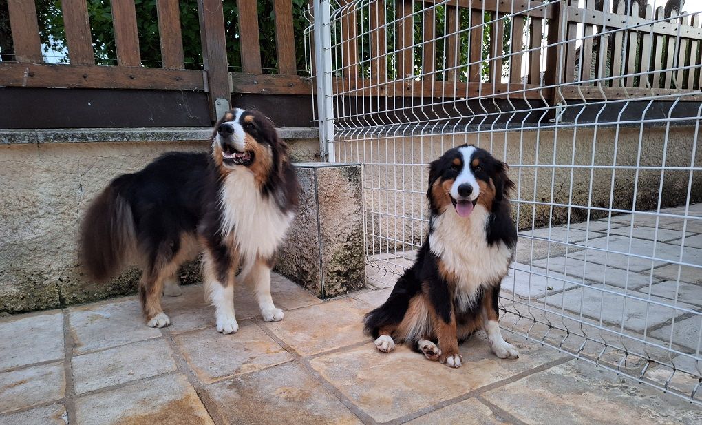 Tornade Of darling dog