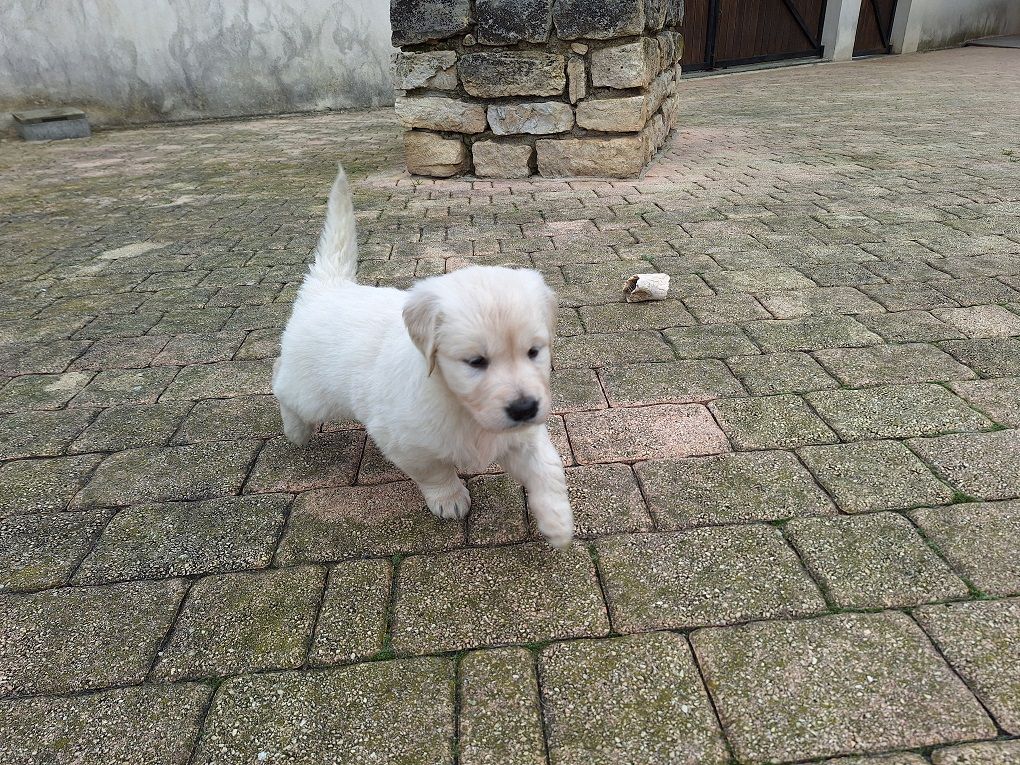 Of darling dog - Chiot disponible  - Golden Retriever