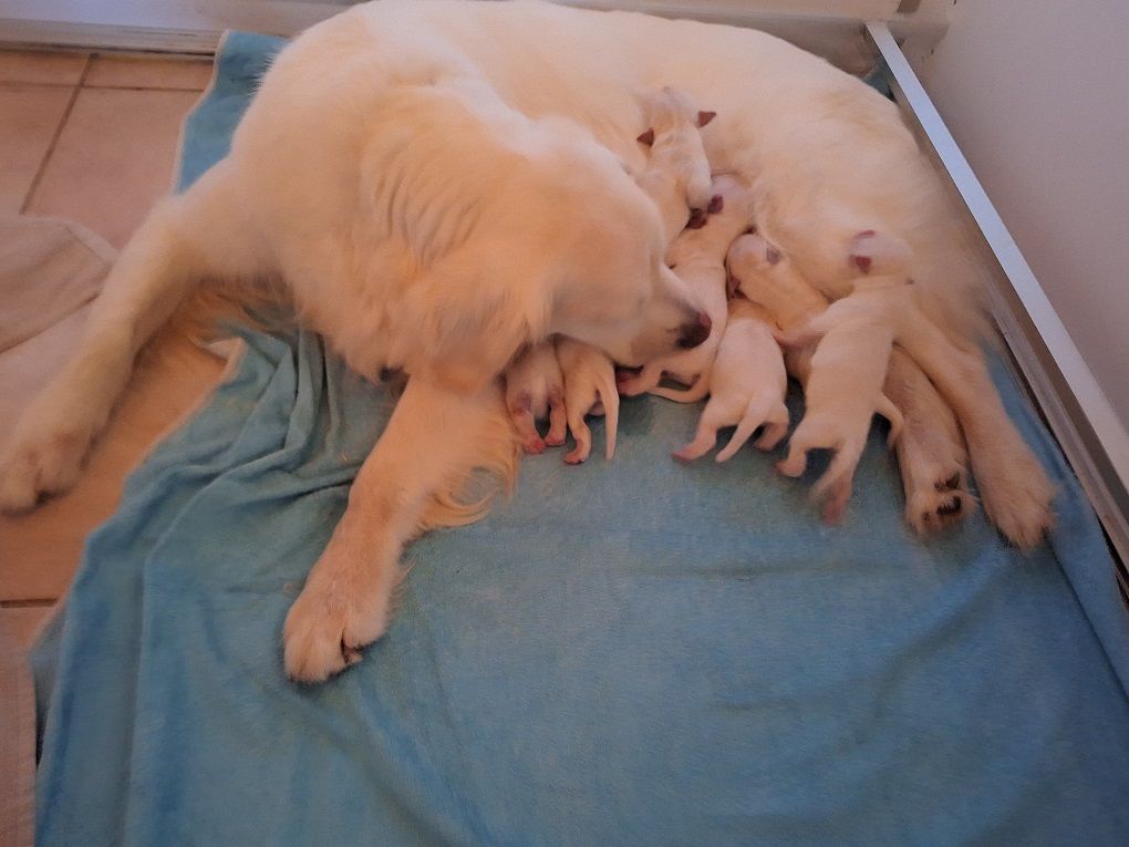 chiot Golden Retriever Of darling dog