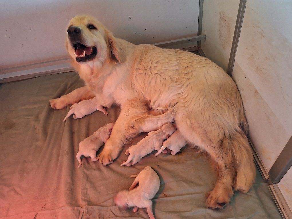 chiot Golden Retriever Of darling dog