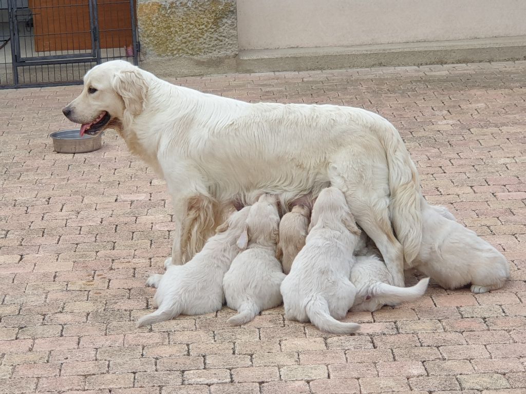 chiot Golden Retriever Of darling dog