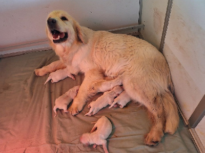 Of darling dog - Golden Retriever - Portée née le 16/05/2024