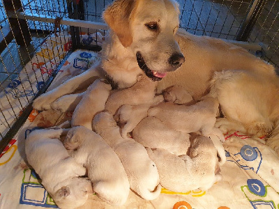 TWENTY OF DARLING DOG