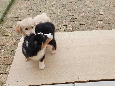 TORNADE OF DARLING DOG