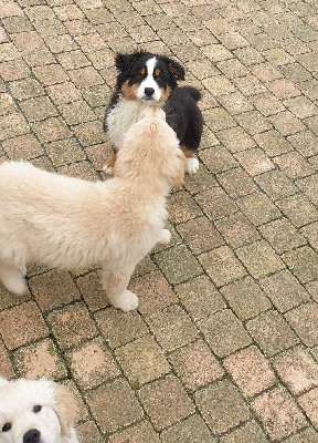 TORNADE OF DARLING DOG