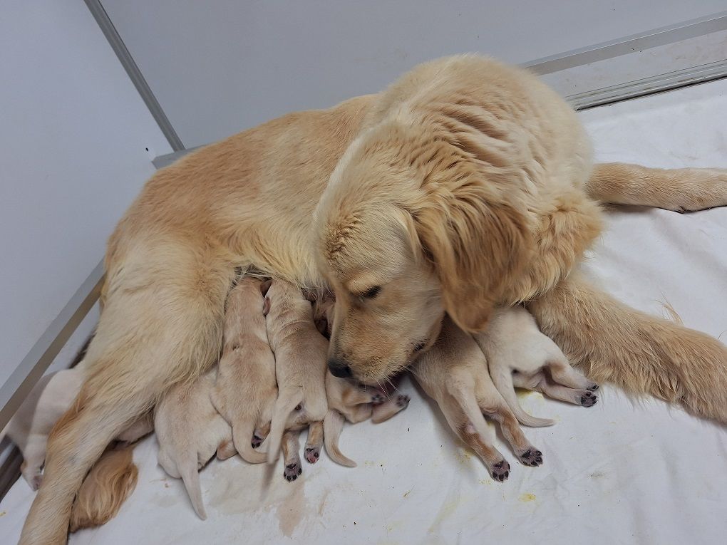 chiot Golden Retriever Of darling dog