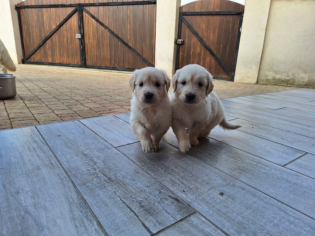 Of darling dog - Chiot disponible  - Golden Retriever