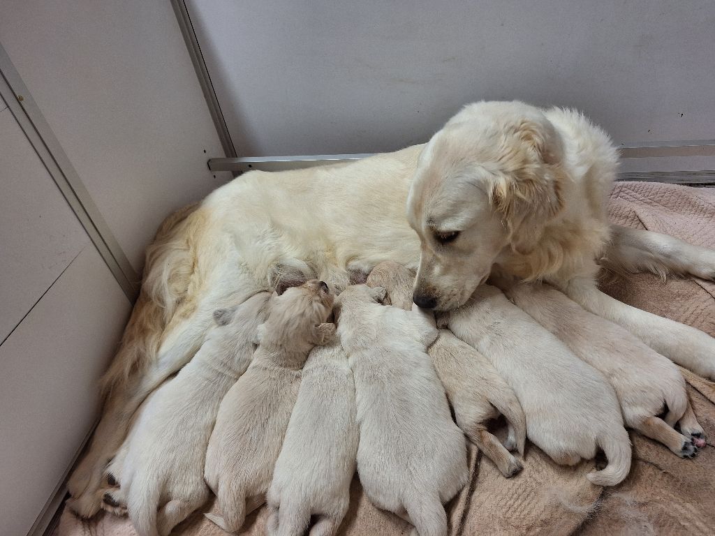 chiot Golden Retriever Of darling dog