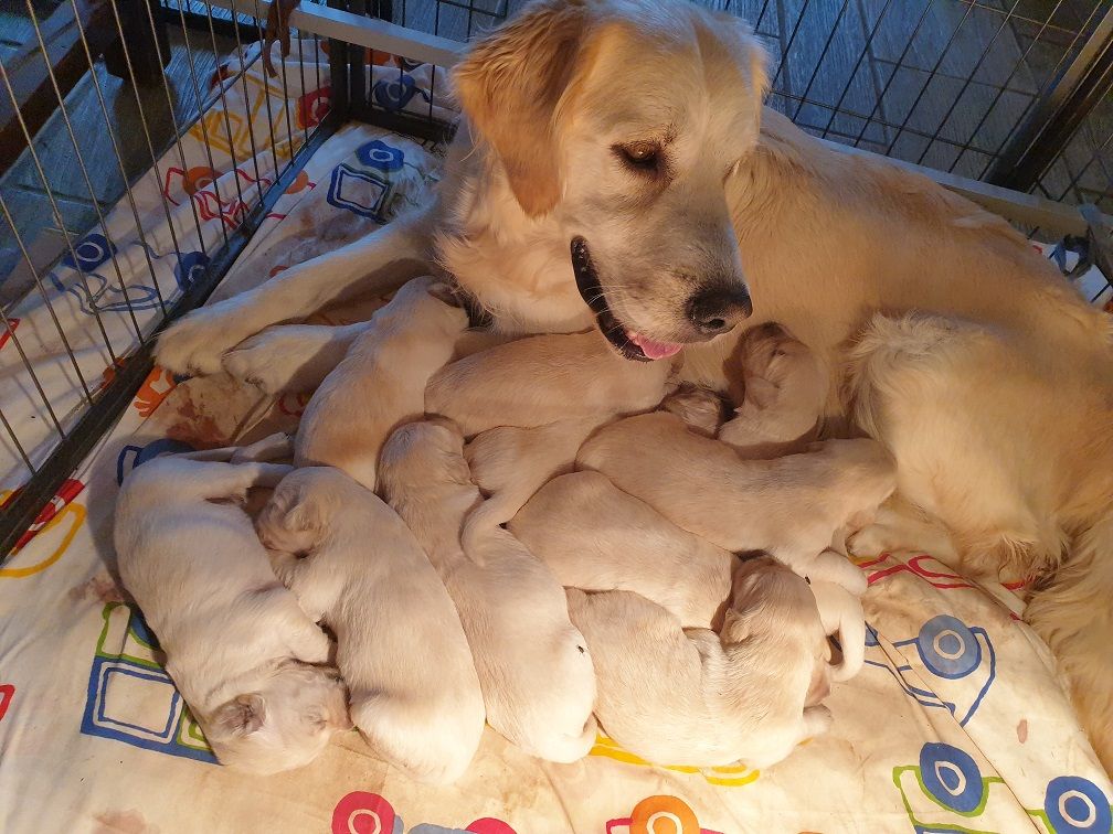 chiot Golden Retriever Of darling dog