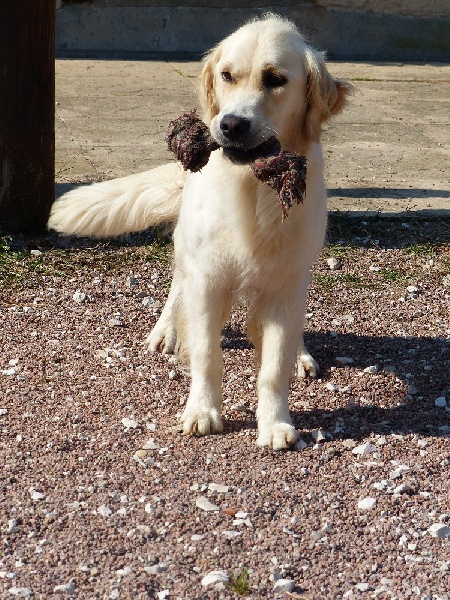 Fire gold Of darling dog