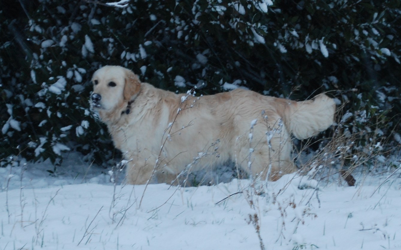 Havane Of darling dog