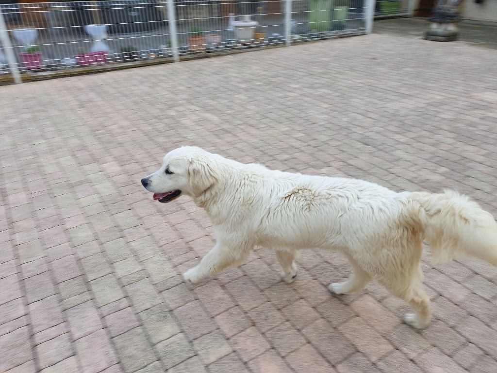 Papaye Of darling dog