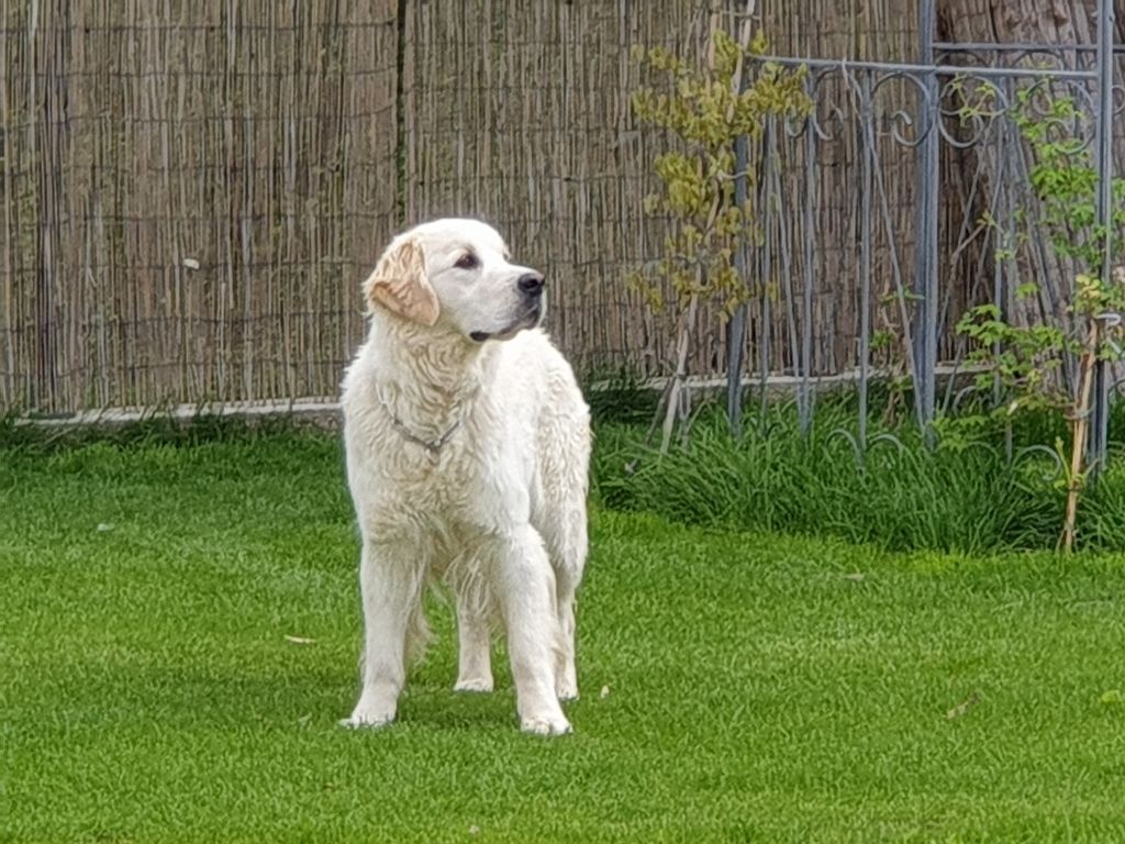 Nanouchka Of darling dog