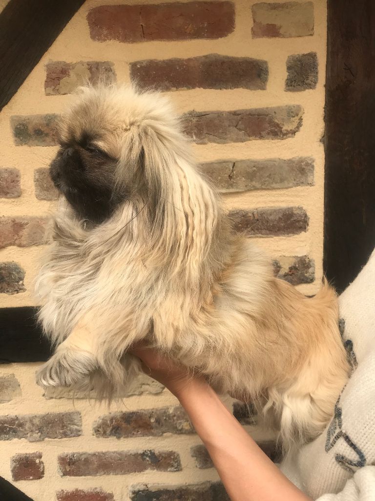 Orangette Of darling dog