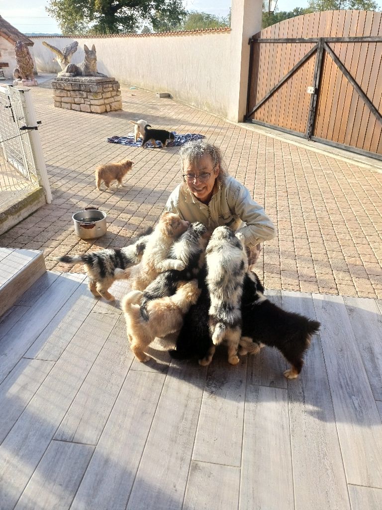 Quelques chiots disponibles