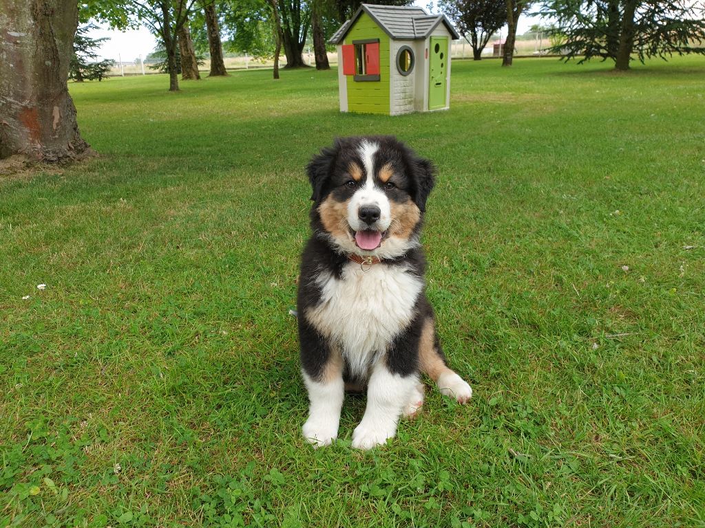 Chiots Berger Australien