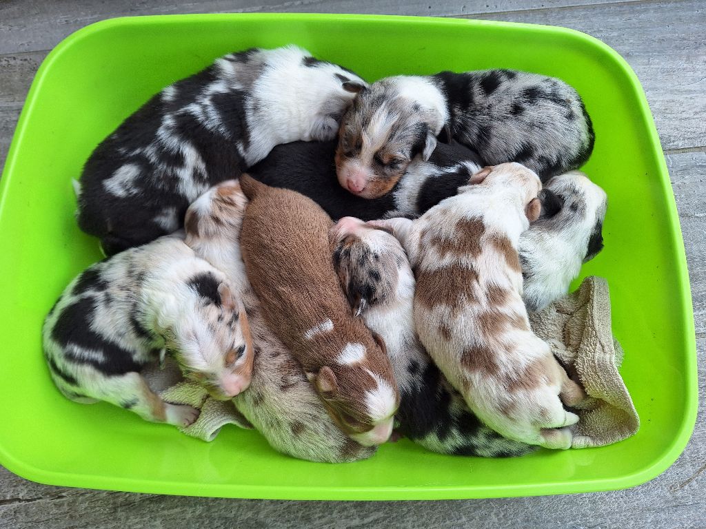 Des beaux bébés Berger Australiens