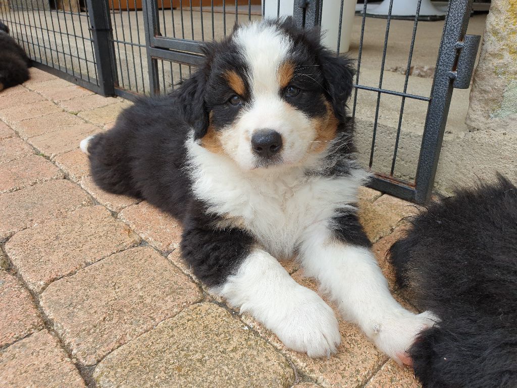 Chiots Berger Australien