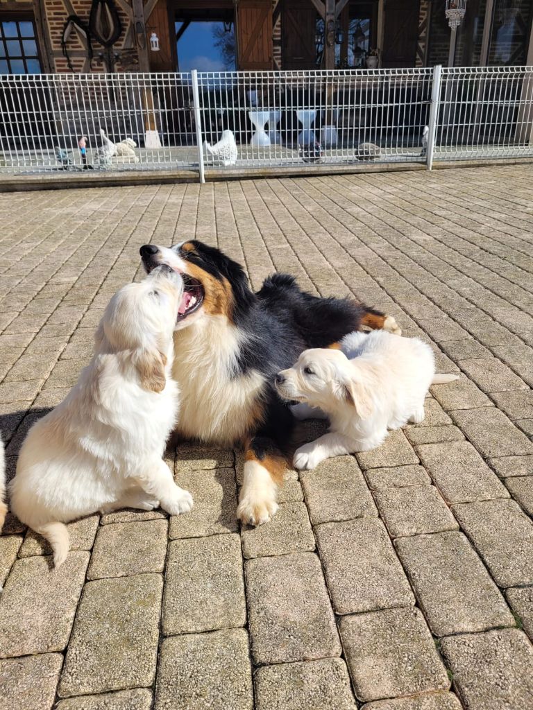 Chiots Golden Retriever