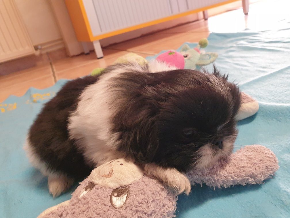 Of darling dog - Chiot Pékinois disponible