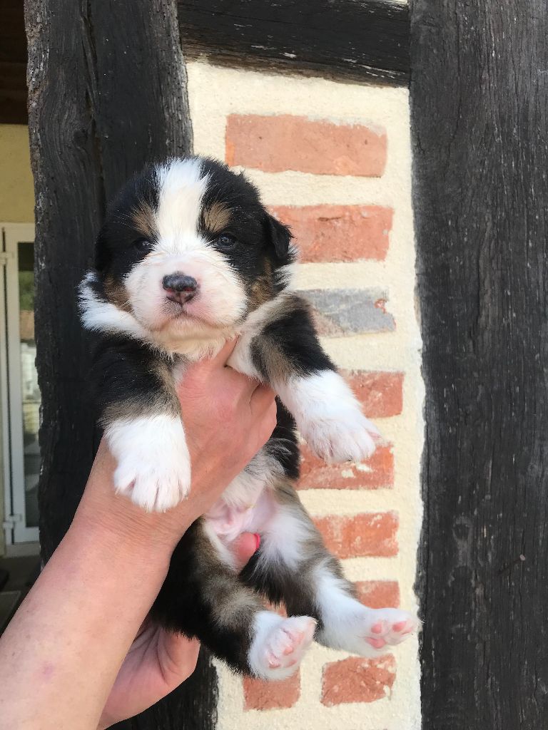 Chiots Berger Australien