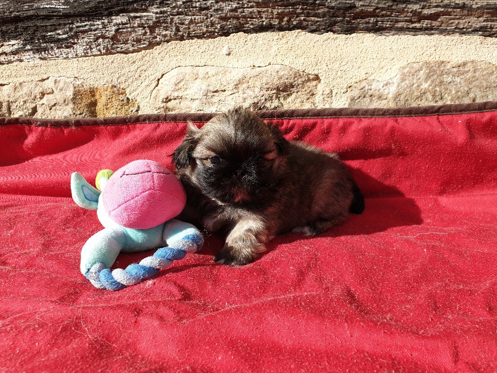 Of darling dog - Chiots Pékinois