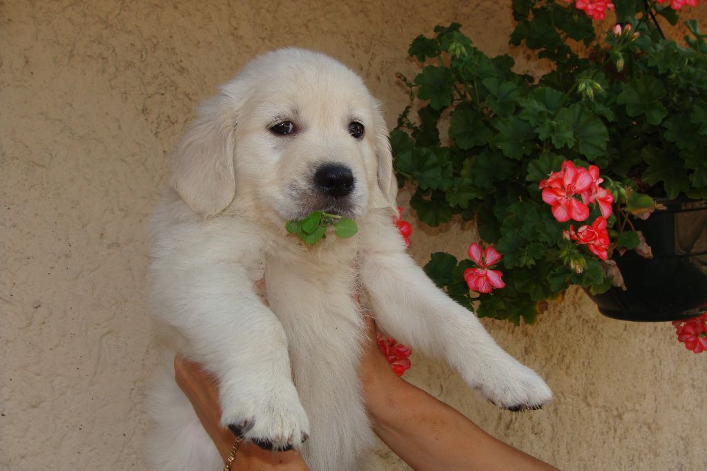 Chiots Golden Retriever