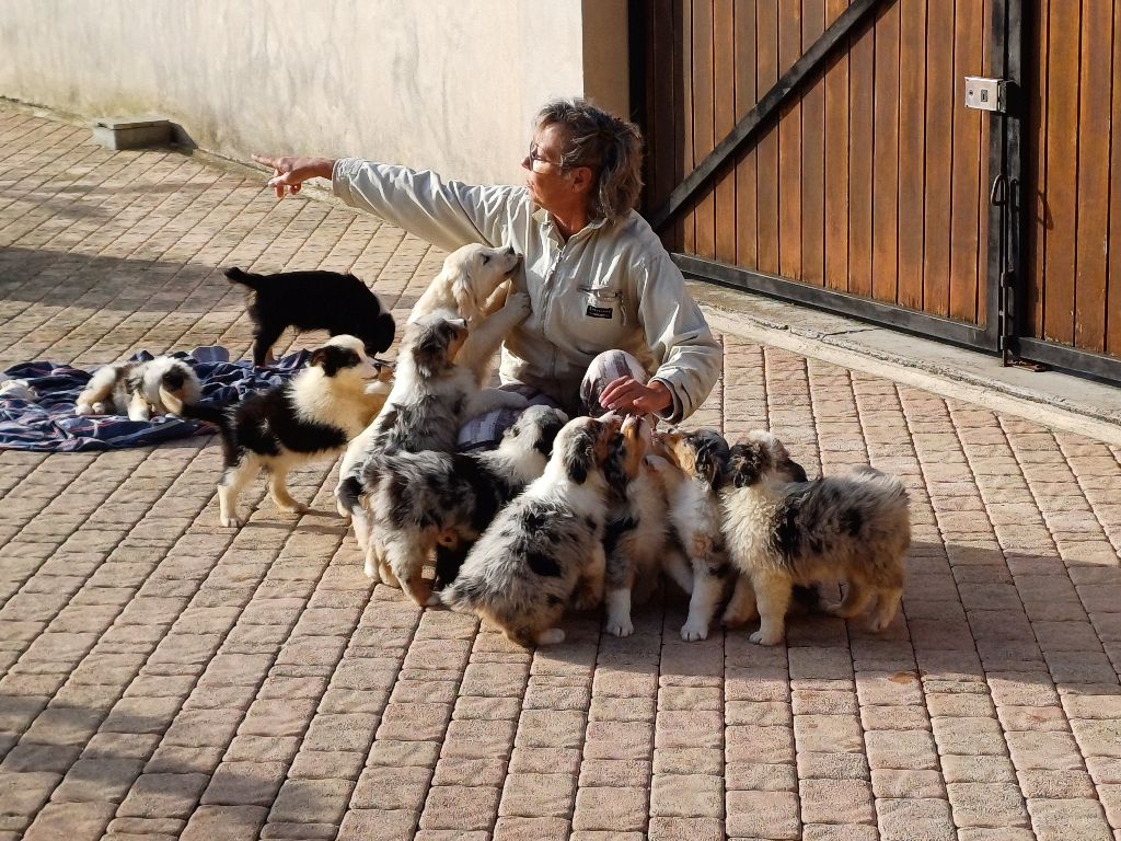 Quelques chiots disponibles