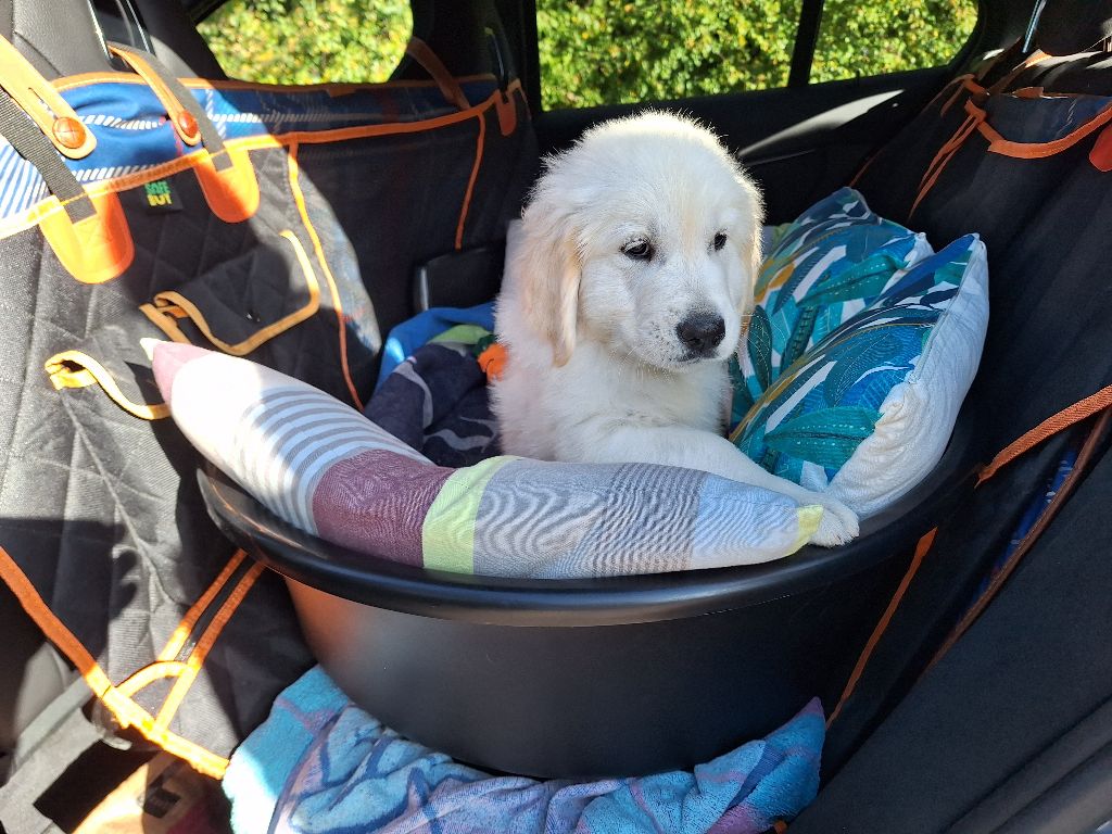 Prochaine Portée bébés golden