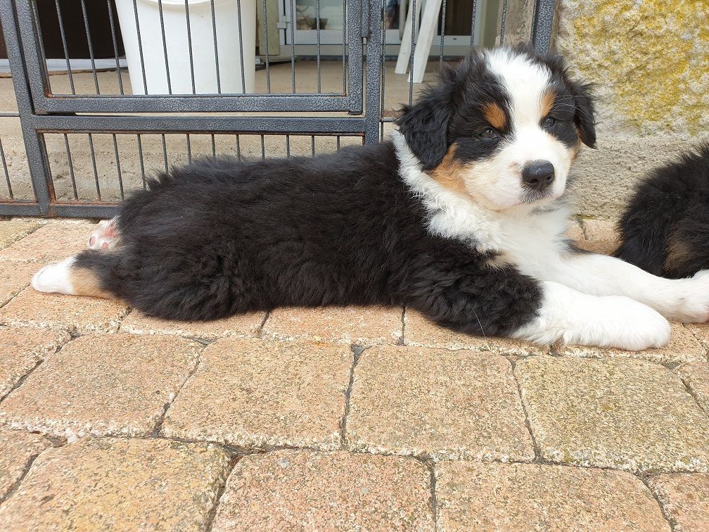 Chiots Berger Australien