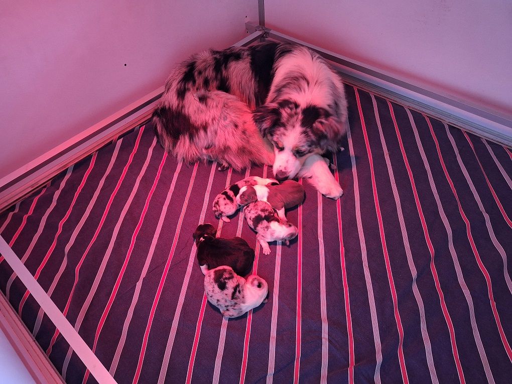 Of darling dog - Chiots disponibles - Berger Australien