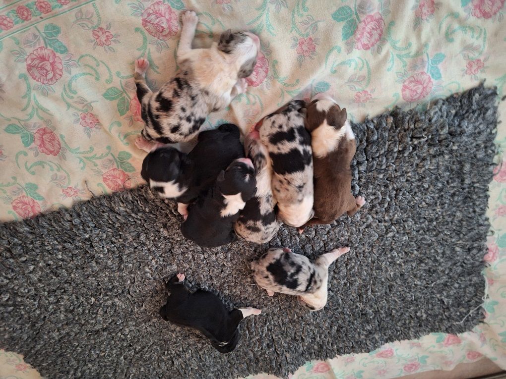 Of darling dog - Chiots disponibles - Berger Australien
