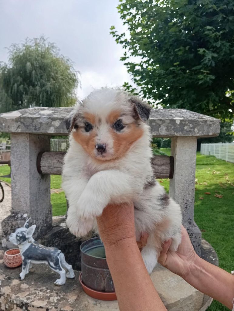 Of darling dog - Chiots disponibles - Berger Australien