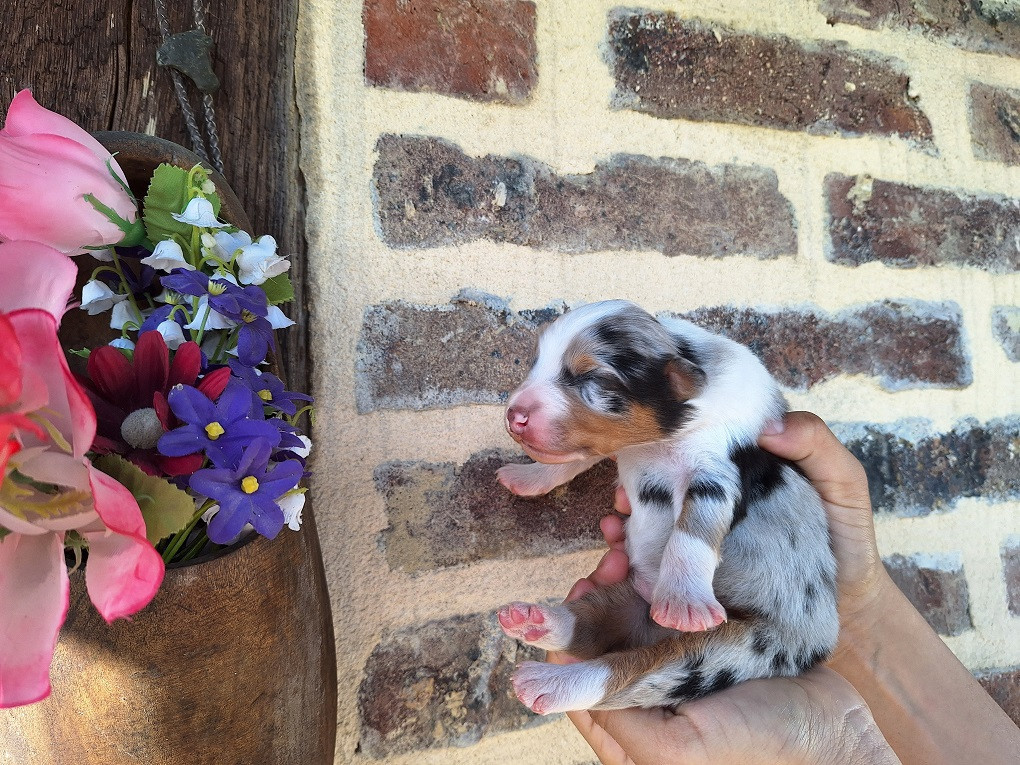 Of darling dog - Chiots disponibles - Berger Australien
