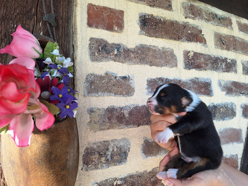 Of darling dog - Chiots disponibles - Berger Australien