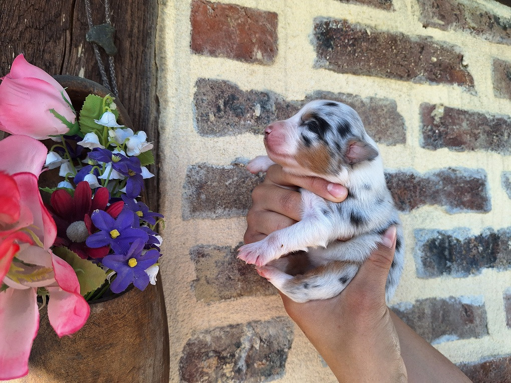 Of darling dog - Chiots disponibles - Berger Australien