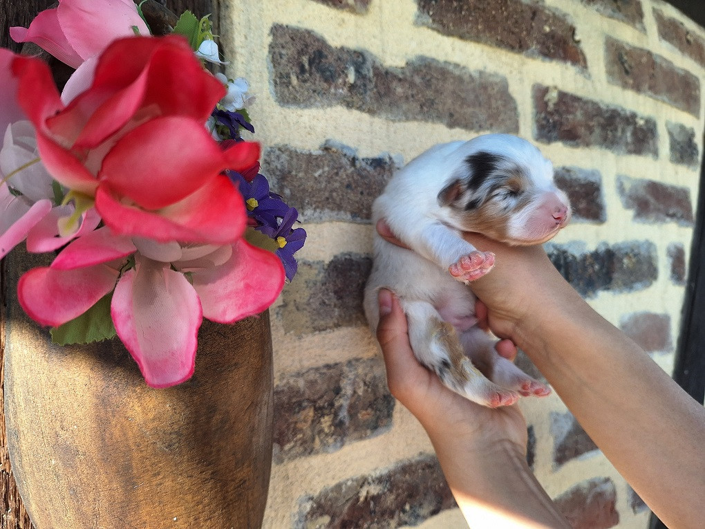 Of darling dog - Chiots disponibles - Berger Australien
