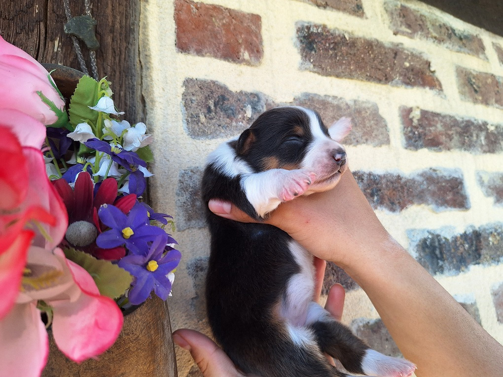 Of darling dog - Chiots disponibles - Berger Australien