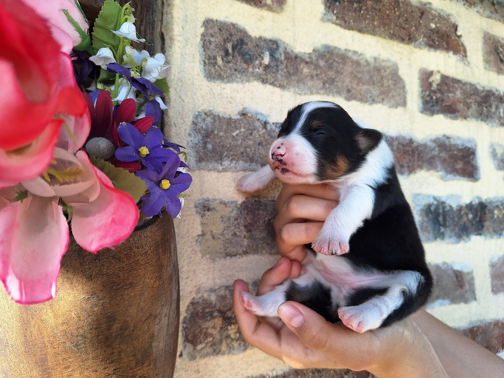 Of darling dog - Chiots disponibles - Berger Australien