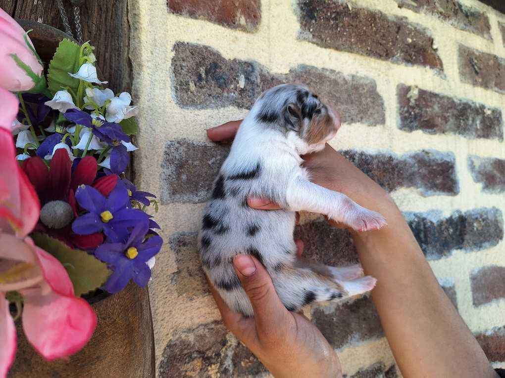 Of darling dog - Chiots disponibles - Berger Australien