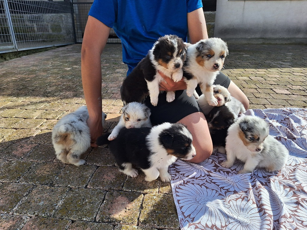 Chiot Berger Australien Of darling dog