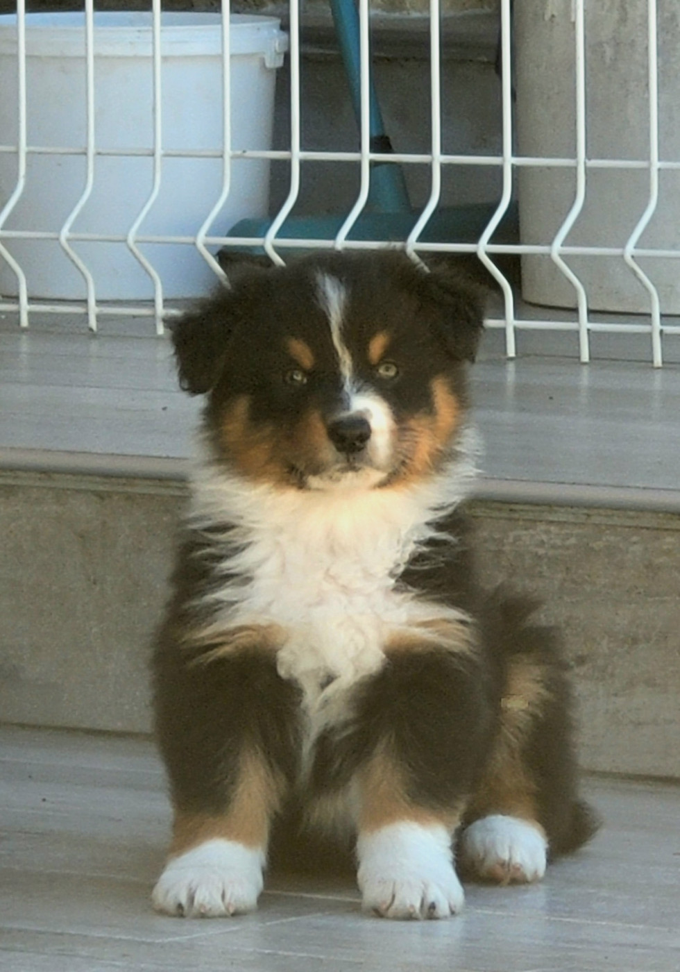 Of darling dog - Chiots disponibles - Berger Australien