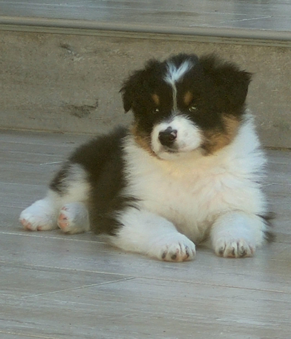 Of darling dog - Chiots disponibles - Berger Australien