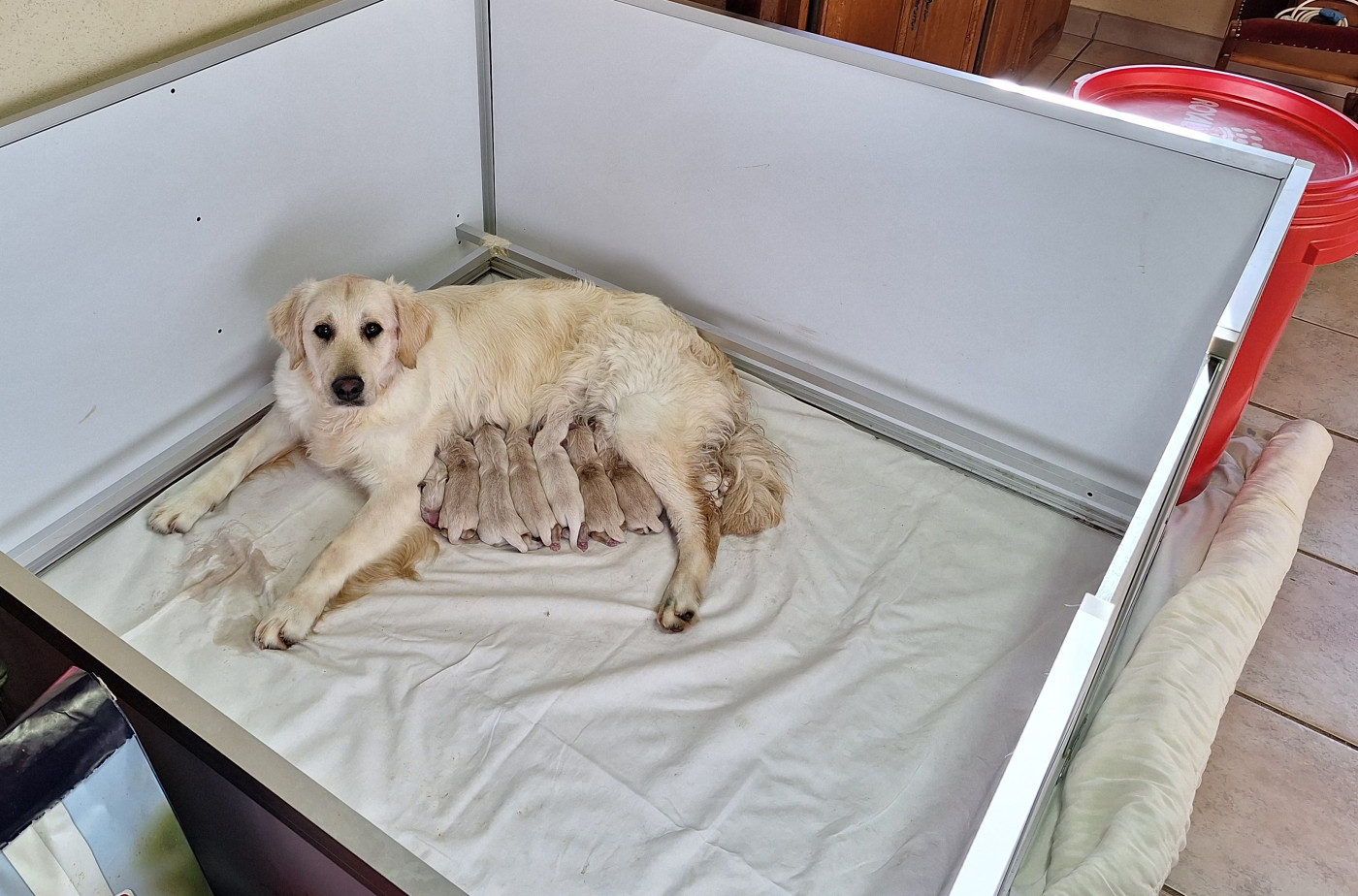 Chiot Golden Retriever Of darling dog