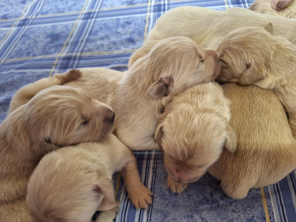 Of darling dog - Chiots disponibles - Golden Retriever